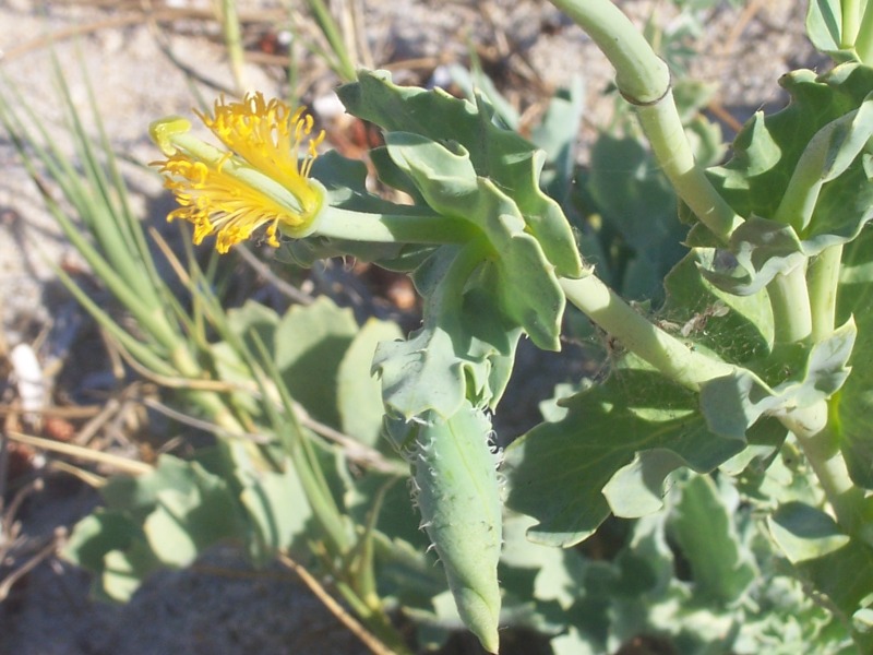 Glaucium flavum / Papavero cornuto